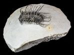 Large, Spiny Koneprusia Trilobite - (Special Price) #63377-2